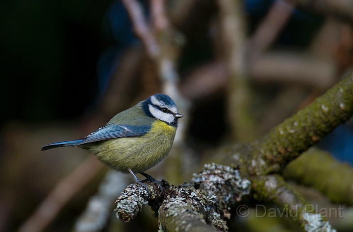 Blue tit - E.jpg - Blue tit - Gloucestershire
